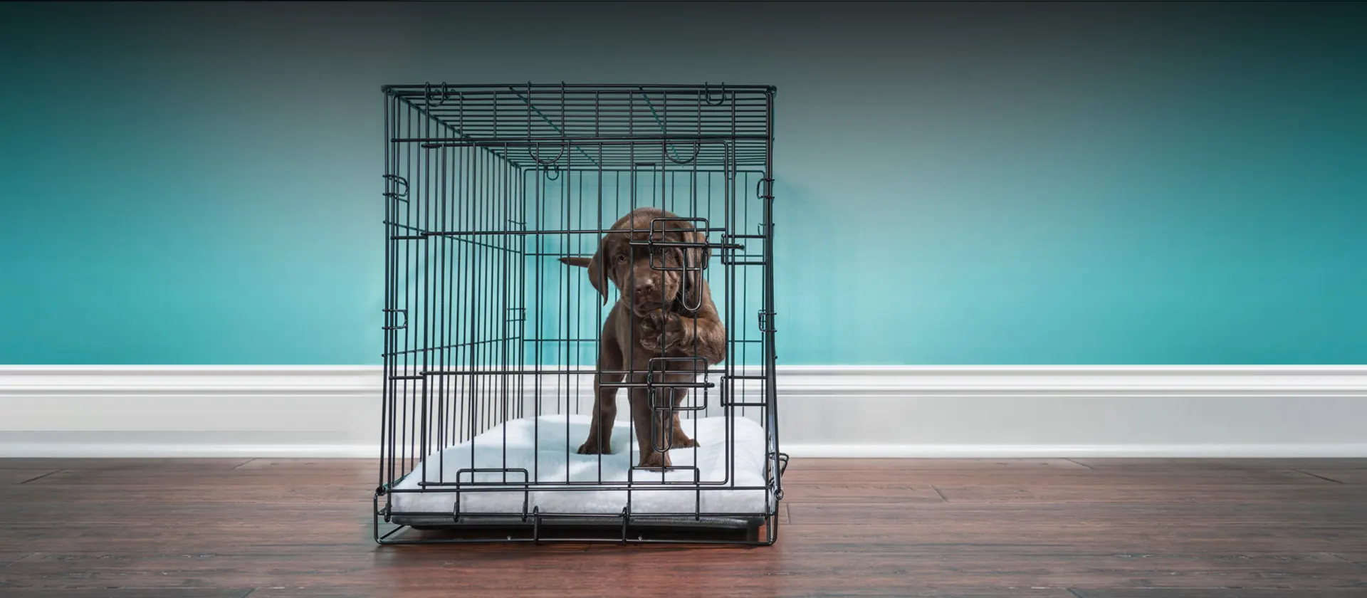 Pet Cage and Dog Kennel